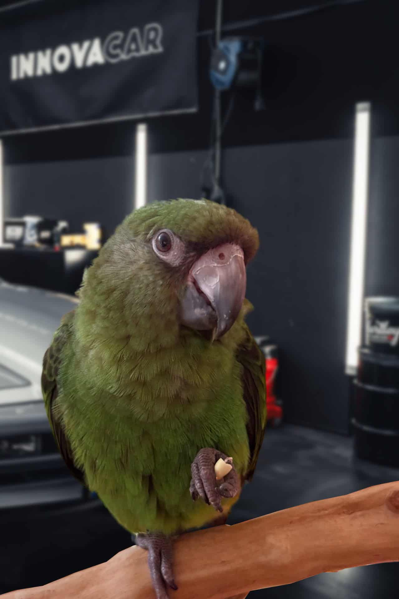 Kiwi - Mascotte Hartley Car Care
